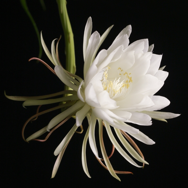 ゆっちゃんの映画ブログ